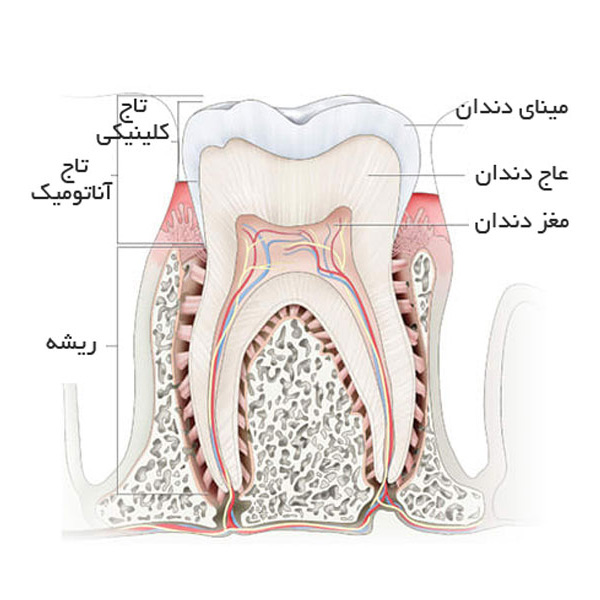 ساختار اصلی دندان انسان