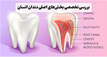 دندان از چه بخش‌هایی تشکیل شده است؟
