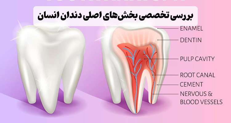 بررسی ساختار دندان